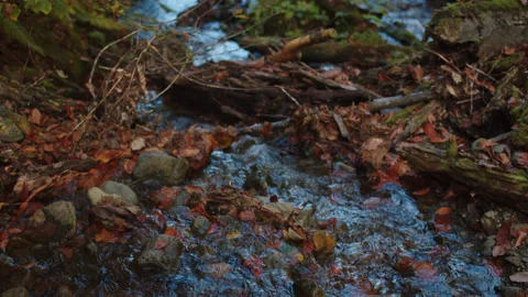 Mountain brook is flowing among the forest foliage. water stream with fallen Stock Footage 204051089