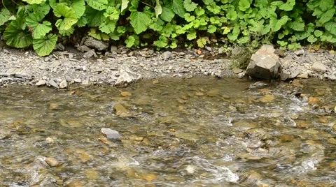 Mountain brook or river flowing along vibrant lush green grass Stock Footage 54146030