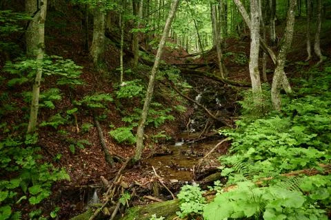 Mountain brook Stock Photos