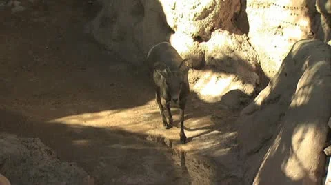 Mountain Buck Walking Mountain Top 3 Stock-Footage 19059366