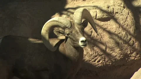 Mountain Buck Walking Mountain Top 5 Video stock 19059966