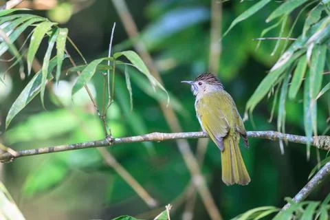 Mountain bulbul in the forest Stock Photos