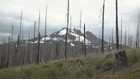 Mountain with burned forest Stock Footage 165266344
