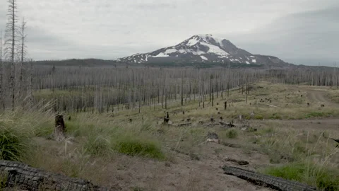 Mountain with burned forest Stock Footage 165267400