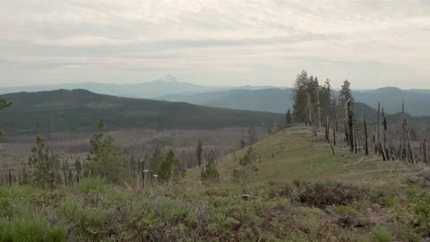 Mountain with burned forest Stock-Footage 165698000