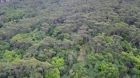 Mountain Bush Land Video stock 79953811