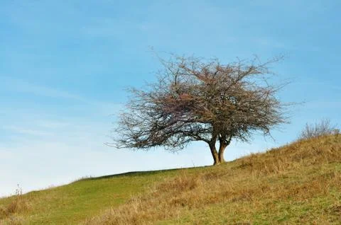 Mountain bush Stock Photos