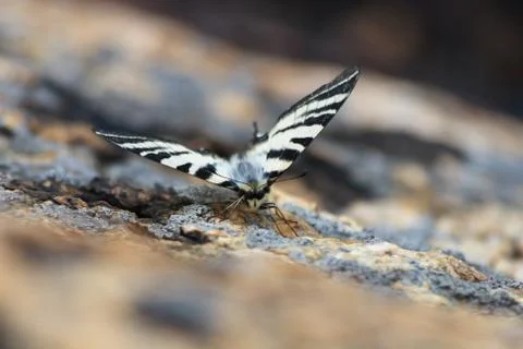 Mountain butterfly Stock Photos