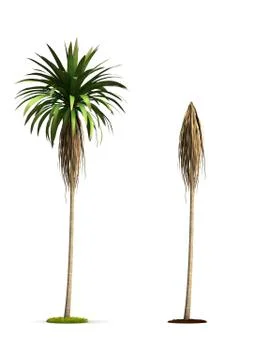 Mountain cabbage tree. Stock Illustration