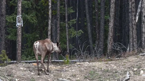 Mountain caribou in the wild Stock Footage 150887953