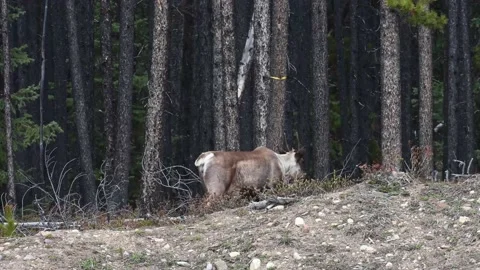 Mountain caribou in the wild Stock Footage 150887987