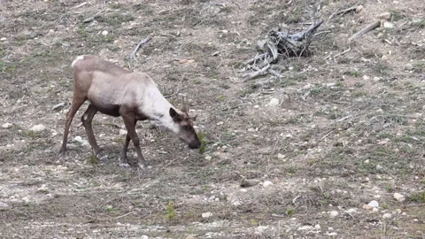 Mountain caribou in the wild Видео 150888014