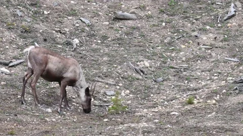 Mountain caribou in the wild Stock Footage 150888035