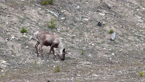 Mountain caribou in the wild Видео 150888070