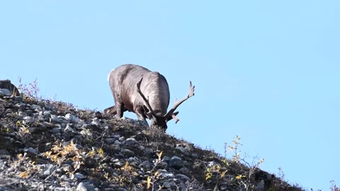 Mountain caribou in the wild Stock Footage 150888071
