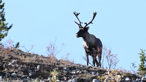 Mountain caribou in the wild Видео 150888102