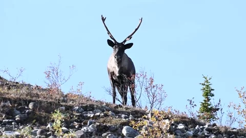 Mountain caribou in the wild Stock Footage 150888108