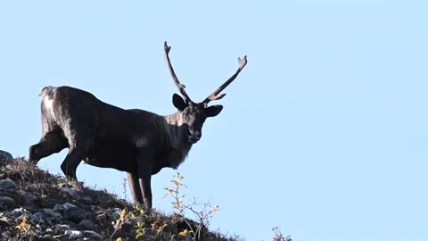 Mountain caribou in the wild Stock Footage 150888130