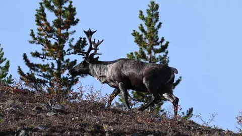 Mountain caribou in the wild Stock Footage 150888148