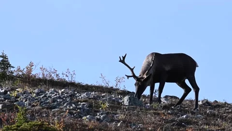 Mountain caribou in the wild Video stock 150888165