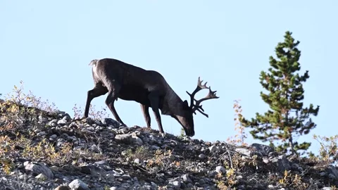 Mountain caribou in the wild Stock Footage 150888188