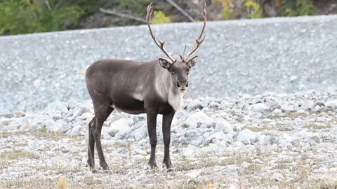 Mountain caribou in the wild Stock Footage 150888218