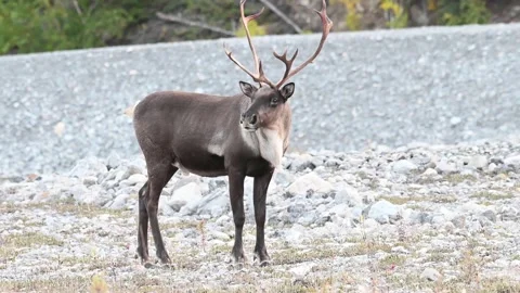 Mountain caribou in the wild Stock Footage 150888246