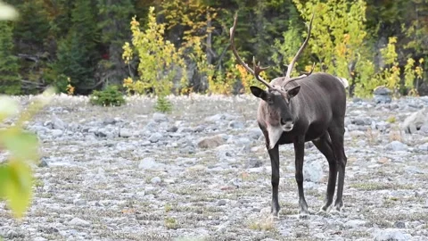Mountain caribou in the wild Stock Footage 150888314