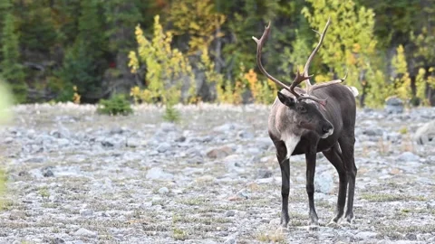 Mountain caribou in the wild Stock Footage 150888325