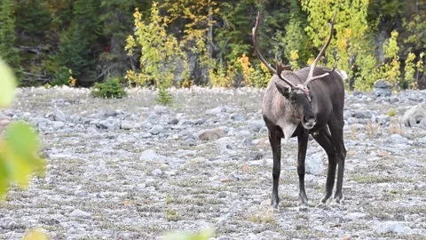 Mountain caribou in the wild Видео 150888371
