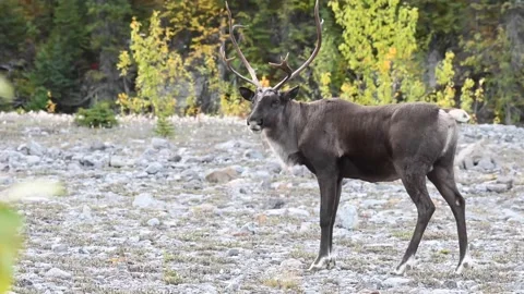 Mountain caribou in the wild 스톡 동영상 150888391