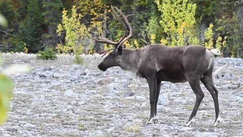 Mountain caribou in the wild Stock Footage 150888400