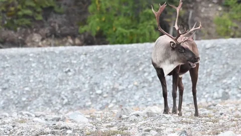 Mountain caribou in the wild Stock Footage 150888417
