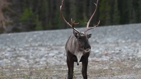 Mountain caribou in the wild Stock Footage 150888426
