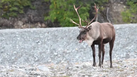 Mountain caribou in the wild Stock Footage 150888446