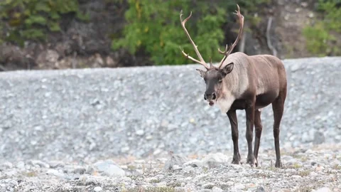 Mountain caribou in the wild Stock Footage 150888455