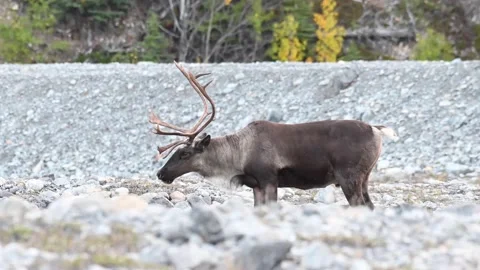 Mountain caribou in the wild Видео 150888475