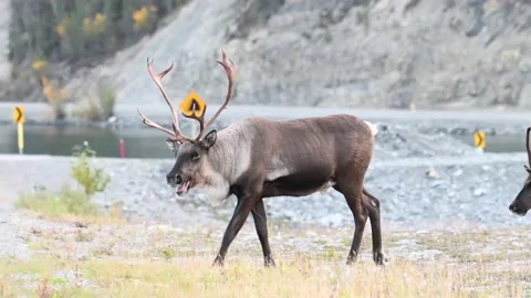 Mountain caribou in the wild 스톡 동영상 150888490