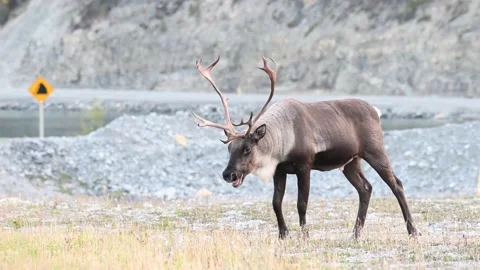 Mountain caribou in the wild 動画素材 150888508