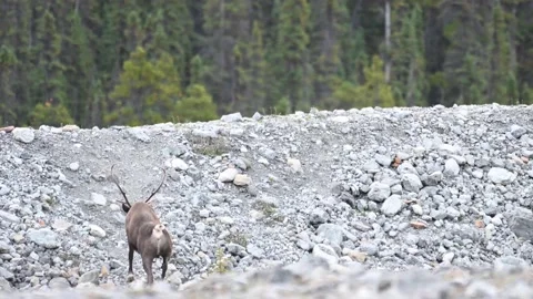 Mountain caribou in the wild Stock Footage 150888533