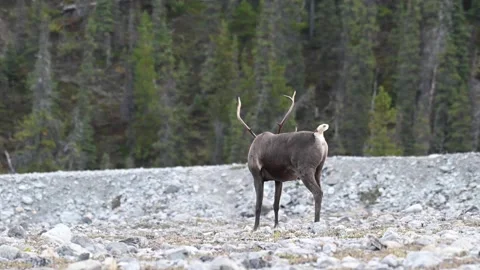 Mountain caribou in the wild Video stock 150888541