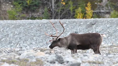 Mountain caribou in the wild Stock Footage 150888641