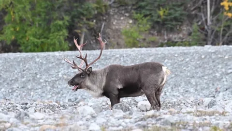 Mountain caribou in the wild Stock Footage 150888693