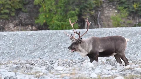 Mountain caribou in the wild 動画素材 150888710