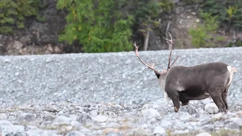 Mountain caribou in the wild Видео 150888720