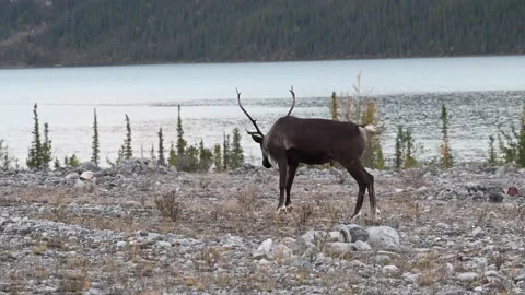 Mountain caribou in the wild Stock Footage 150888765