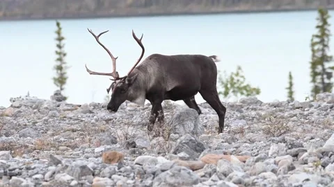 Mountain caribou in the wild Stock Footage 150888778