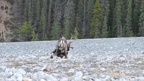 Mountain caribou in the wild Stock Footage 150888833