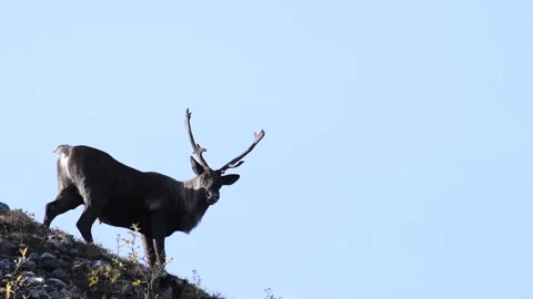 Mountain caribou in the wild Видео 150888850