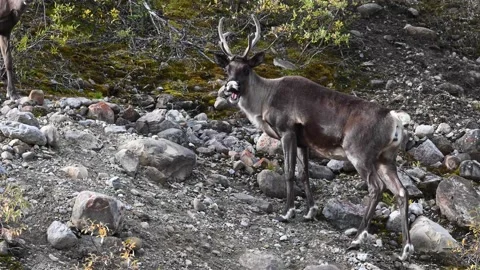 Mountain caribou in the wild Stock Footage 150888878